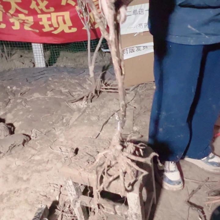 当前无花栽培后可以开花方纪
