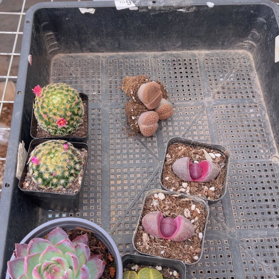 多肉885多肉植物，