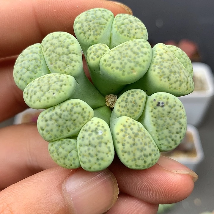 精品多肉植物精品多肉