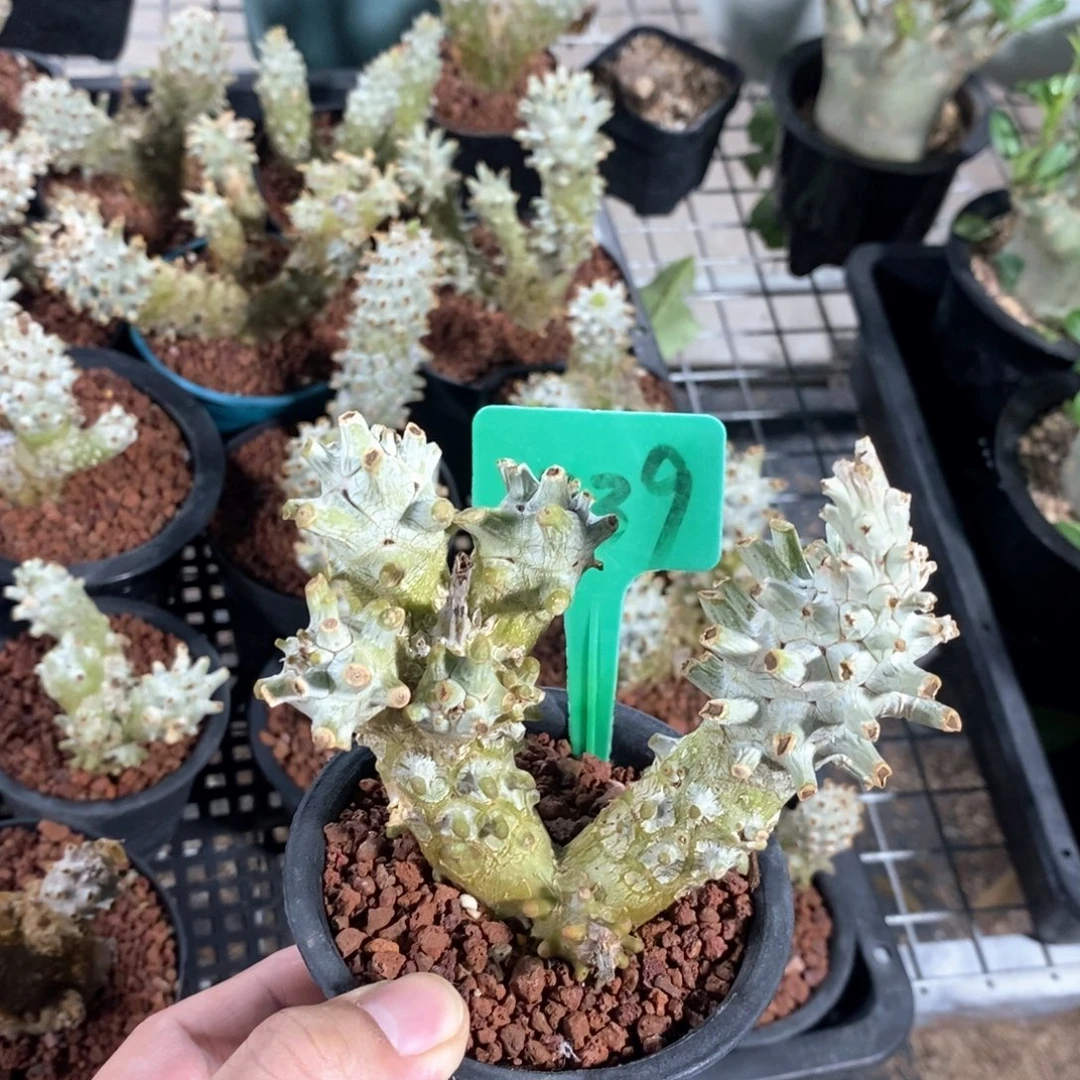 钟馗多肉植物一个