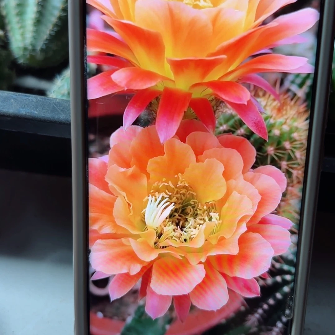 下32毛杏光辉歪侧芽5公分左右20包邮