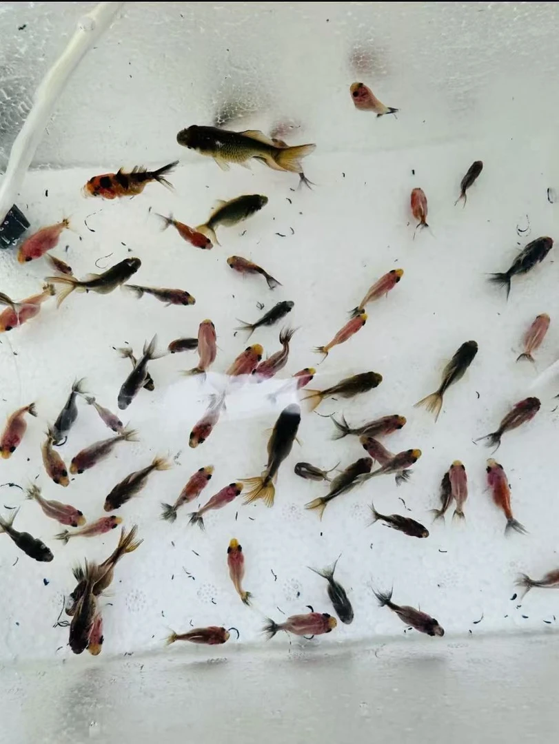 泰狮专属链接！！！