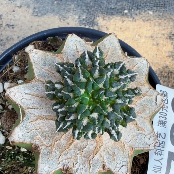 无花朵730红花馒头姬牡丹西一
