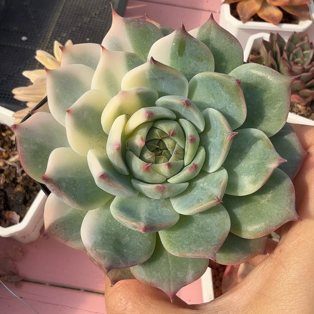 吉娃娃锦，多肉植物
