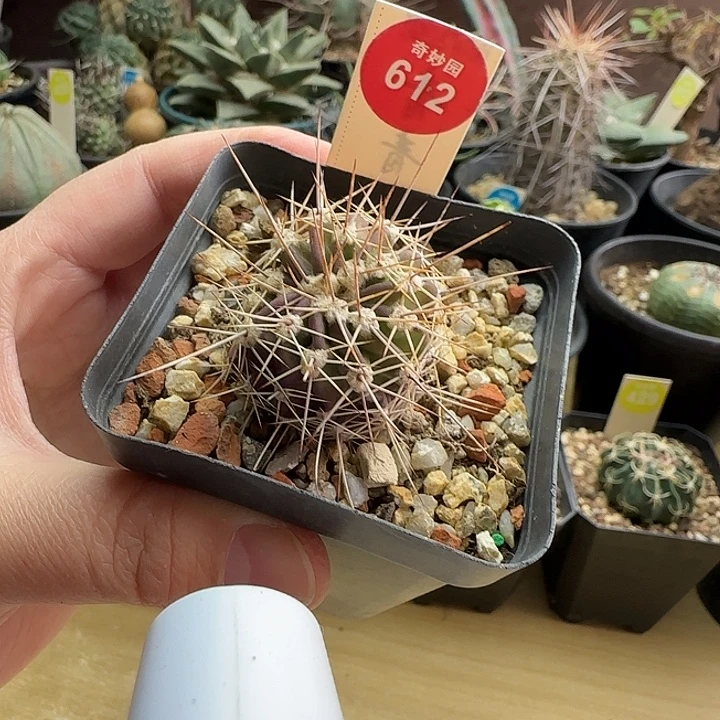 长刺缀化球一棵36877