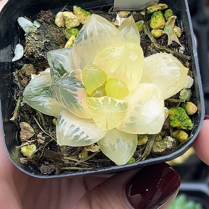 73龙爪玉露锦头家多肉十二卷