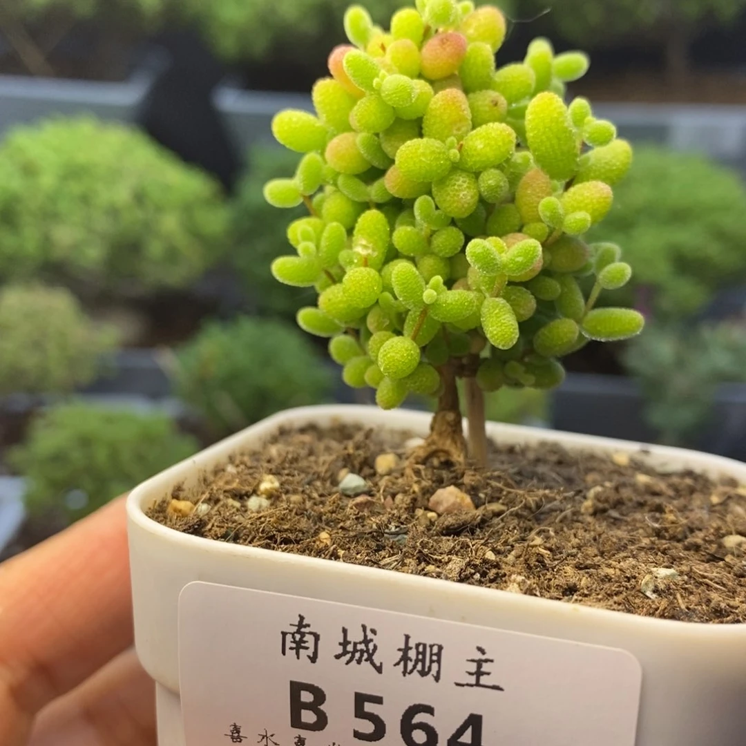 564蜜橘糖球枝干