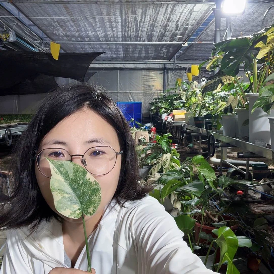 无花朵释*生龟背竹一物一拍