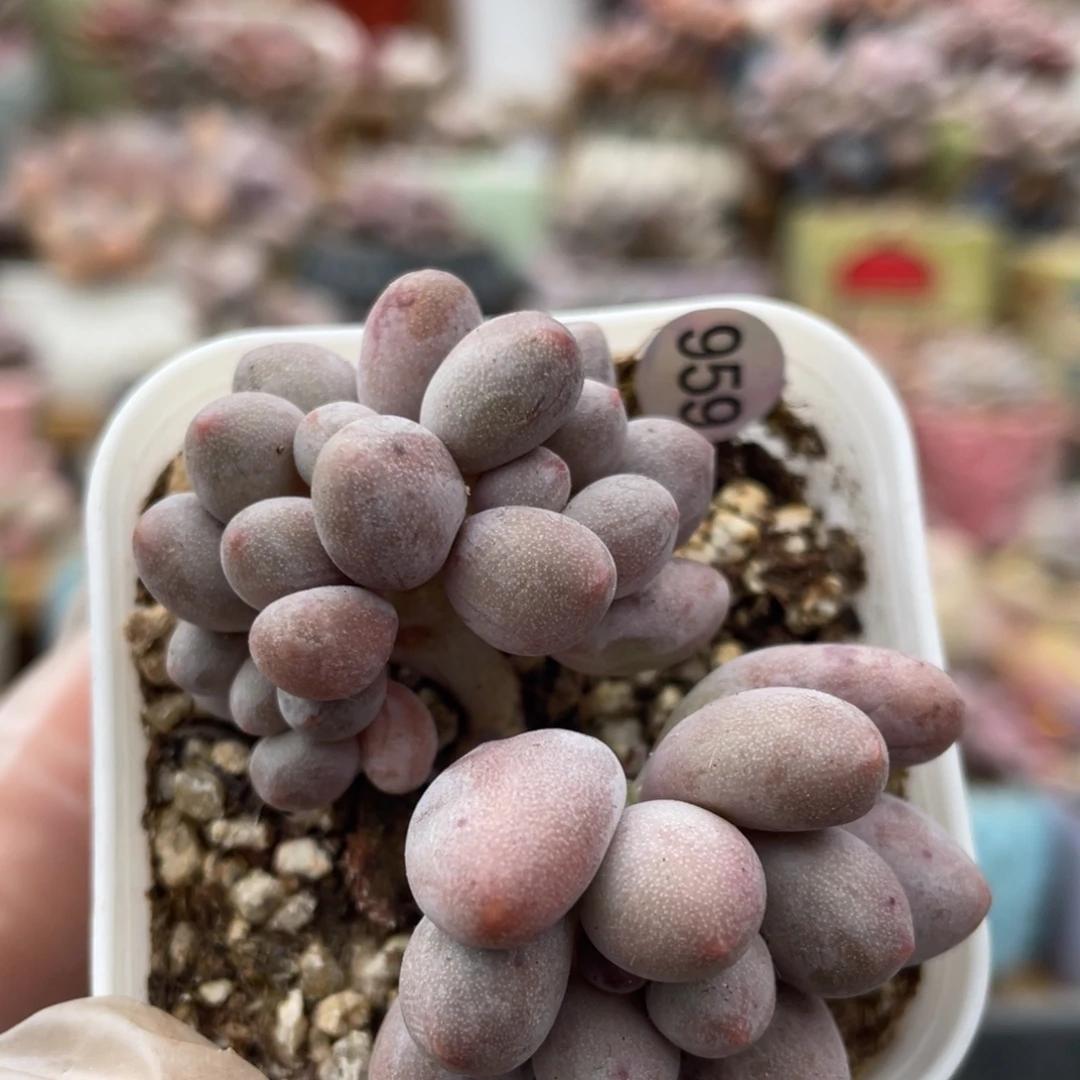 仙子奶酪龙头带板子