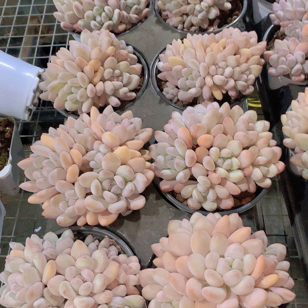 大香水群24678990000