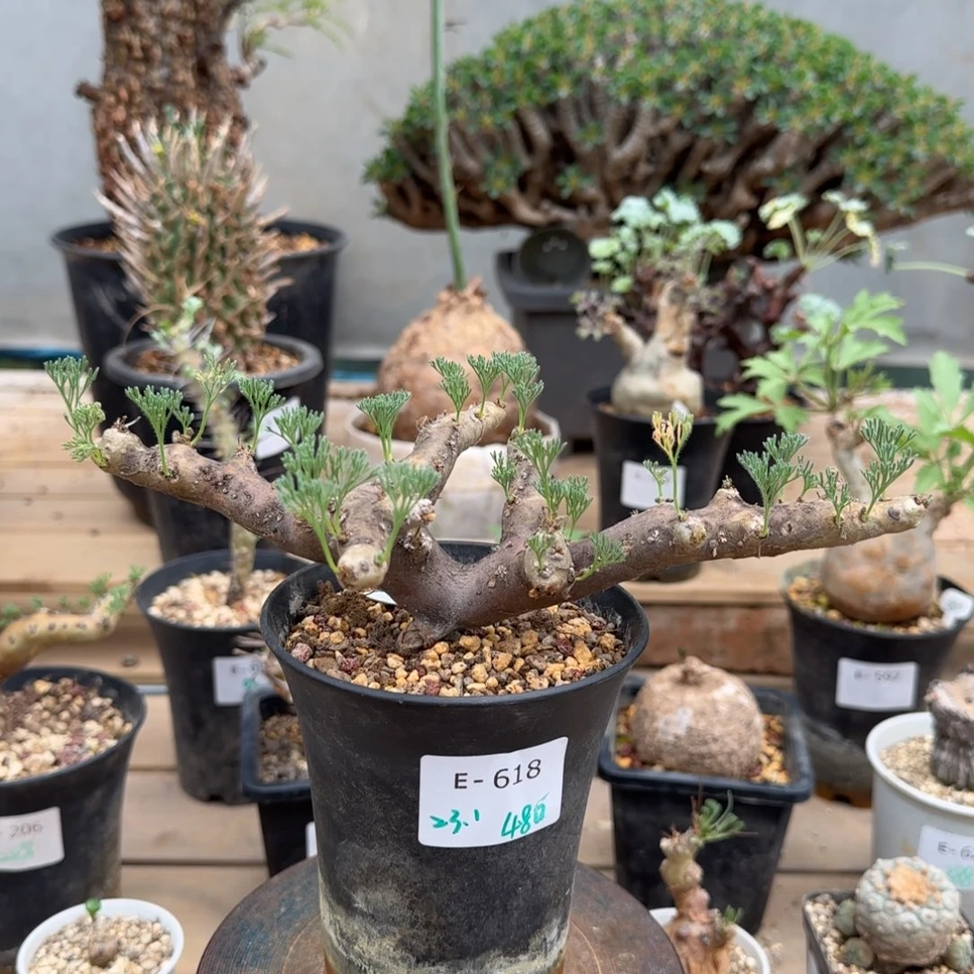 618黑皮月界块根植物