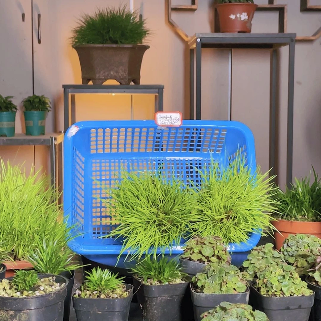 【闪购商品】不开花植物