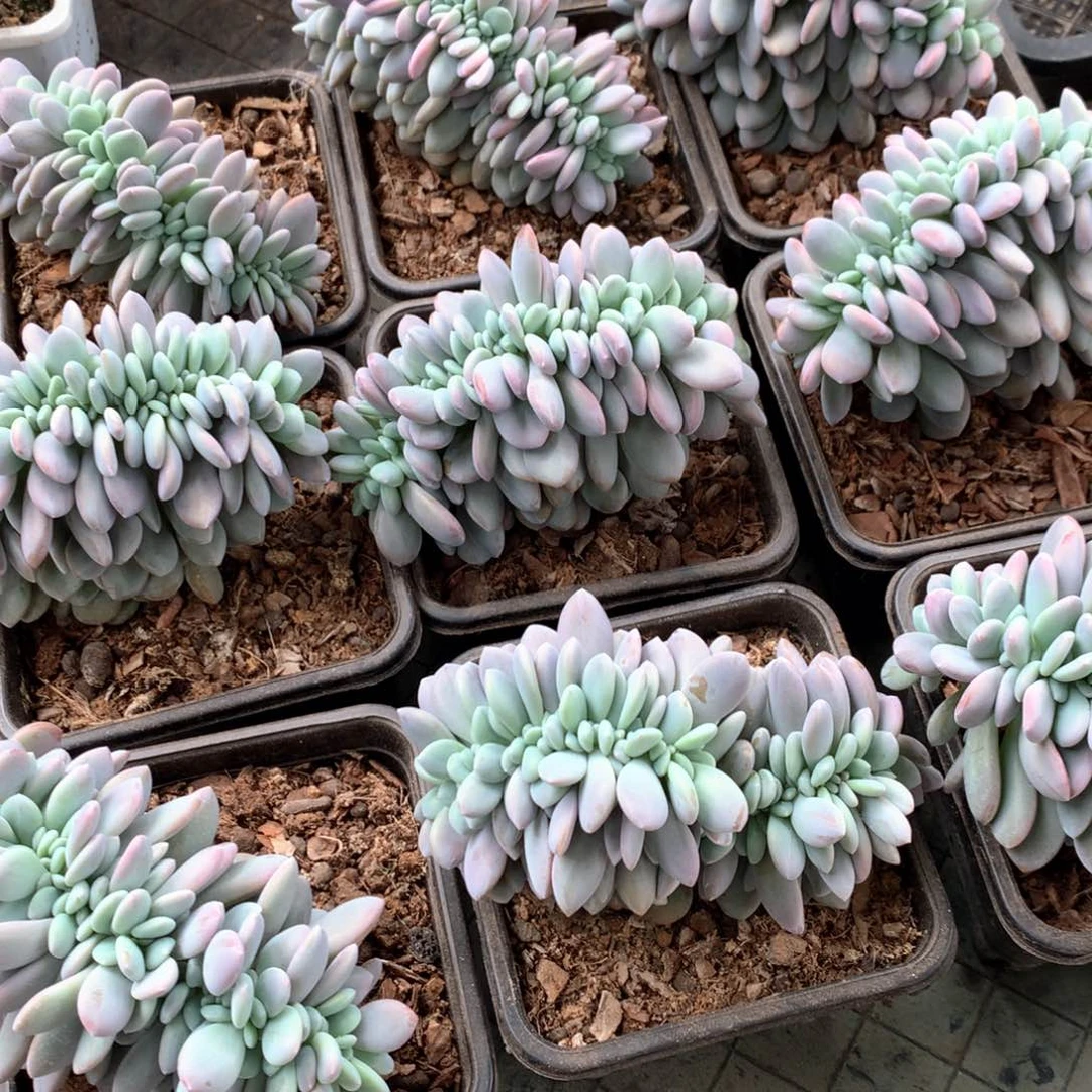 粉兔缀化12盆口，侧切 随机，售后范围：签收起7天内