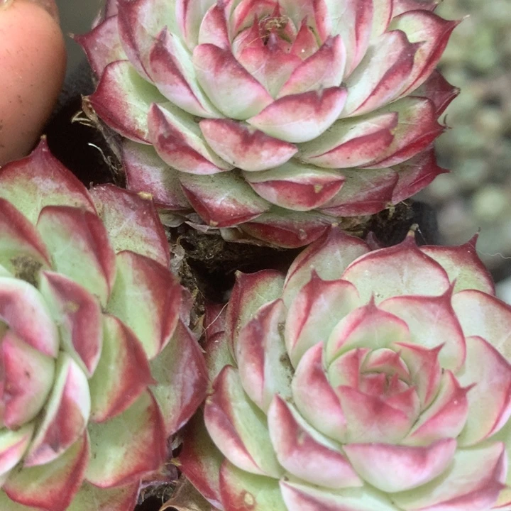 玫瑰花 女王（满9.99包邮不满9.99发空盆）