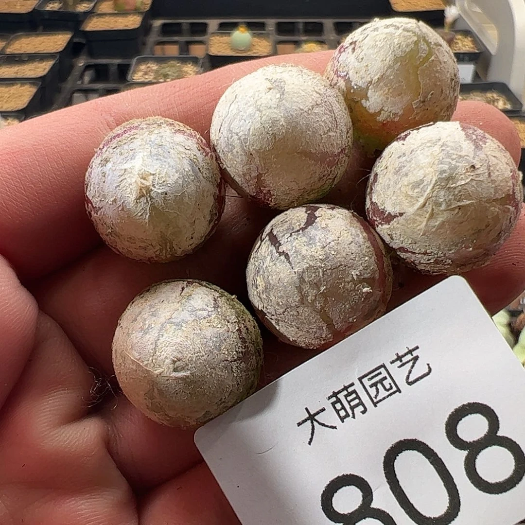 一物一拍。    808