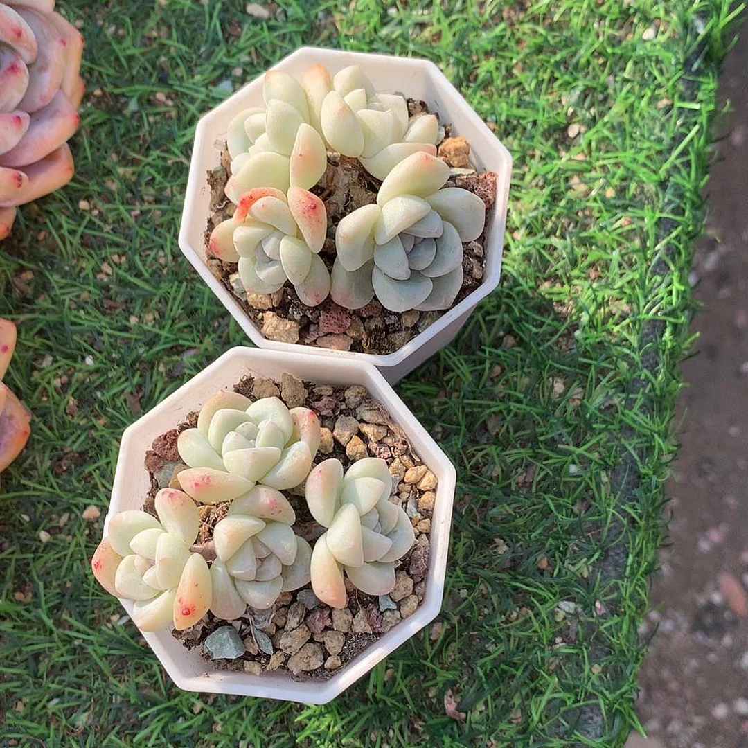 一物一拍，冰玉群两颗