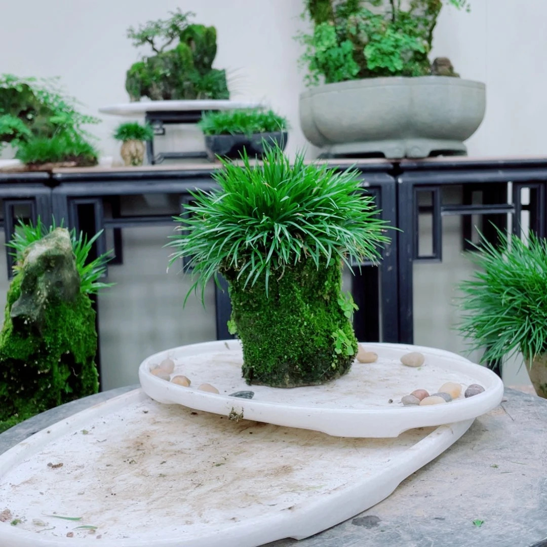 无铅玻璃佛***二铁线蕨铁线蕨铁线蕨