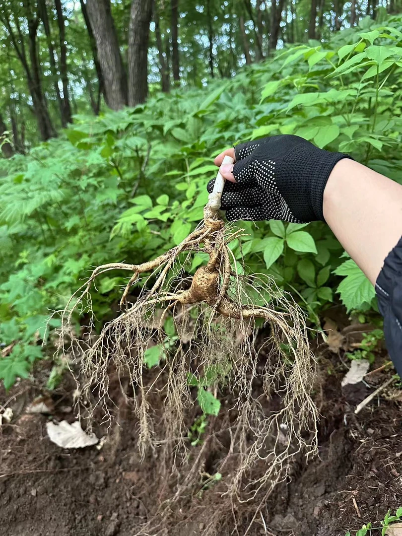 新鲜野山参林下参链接