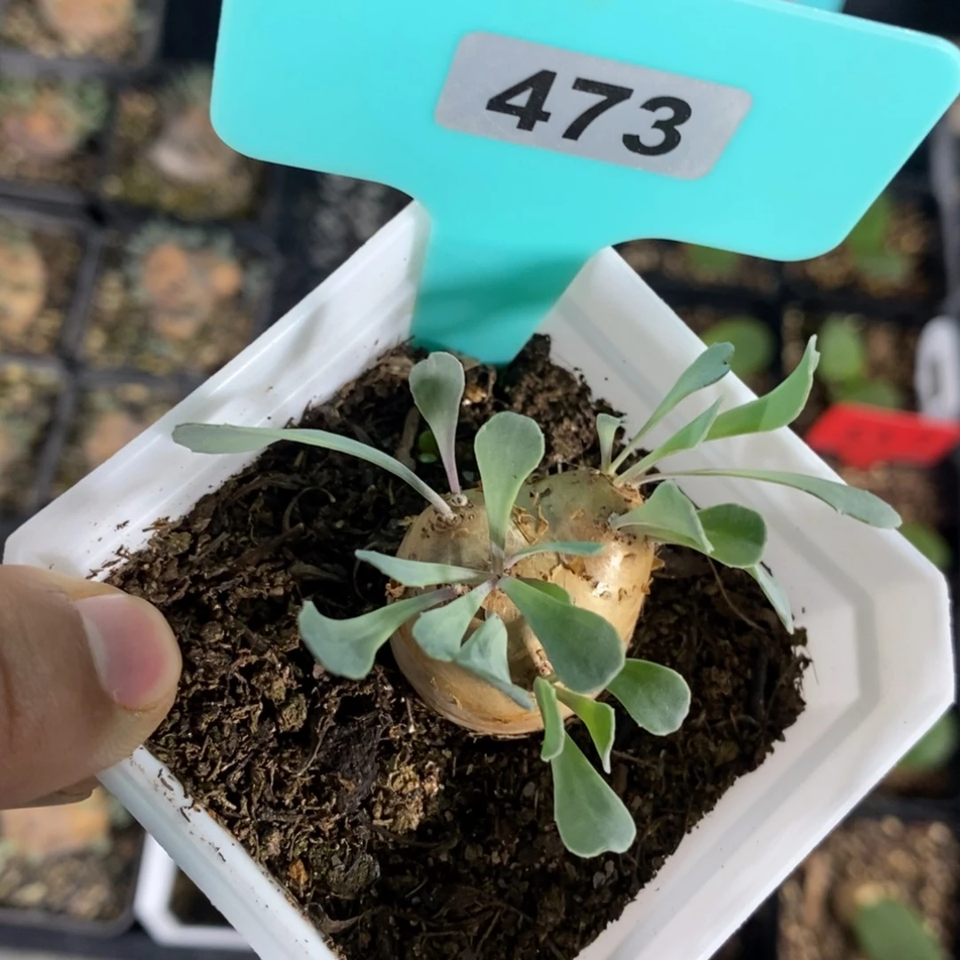 产地格加厚炖菊一个