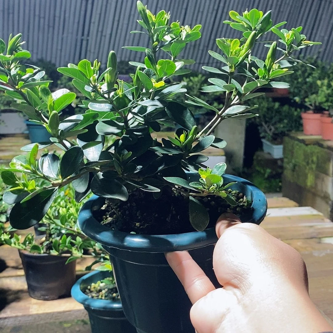 无花朵小*哥栀子花88888