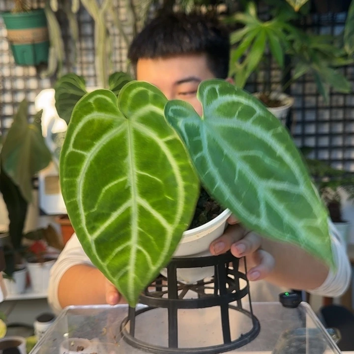 完全开放希望花烛杂撕裂纹H125