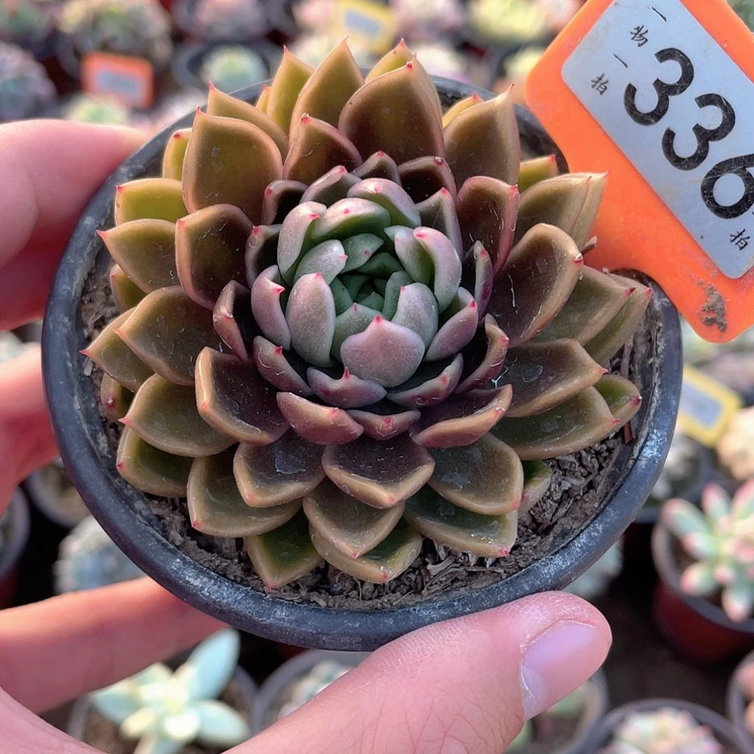 336号多肉植物盆栽