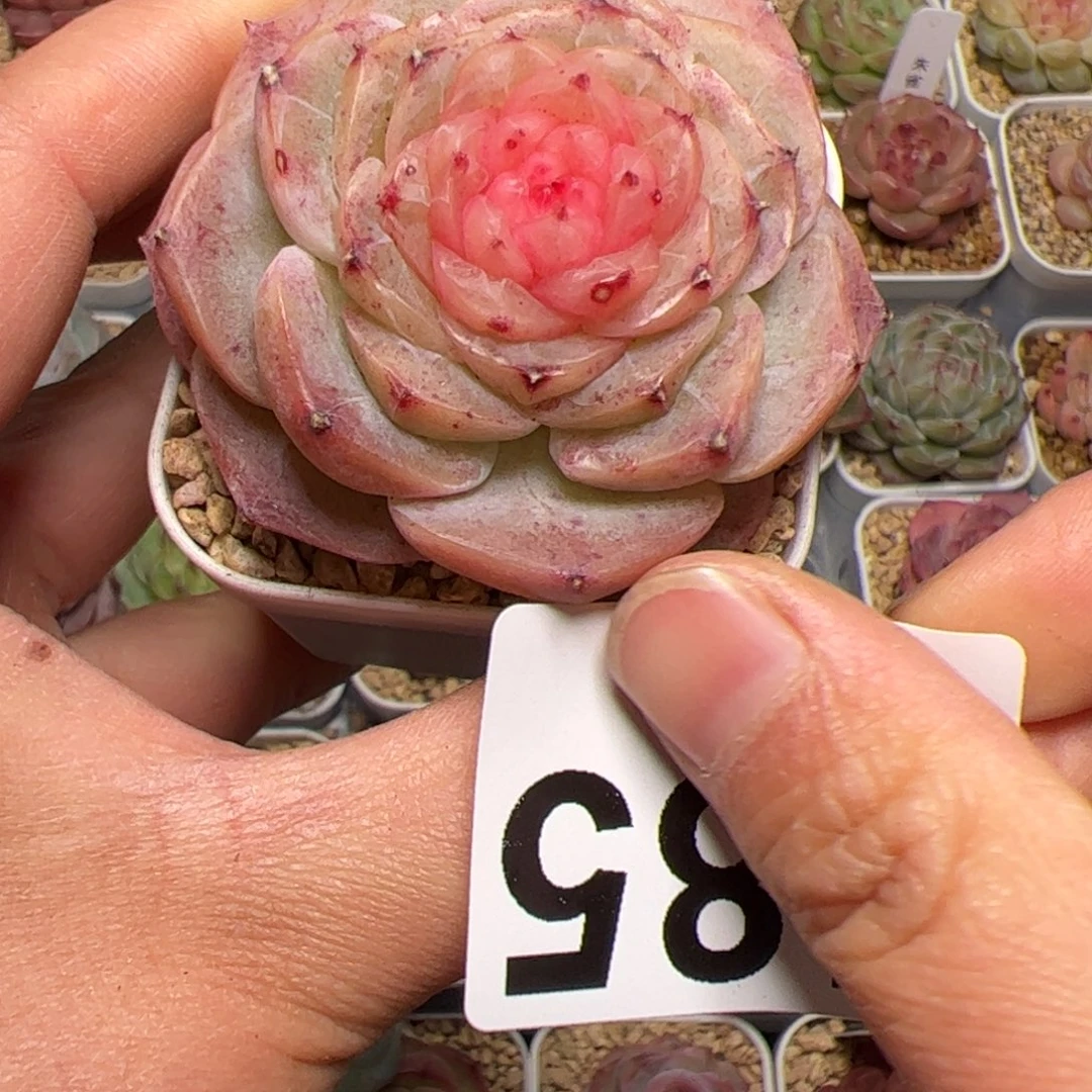 快****格485 多肉植物组合