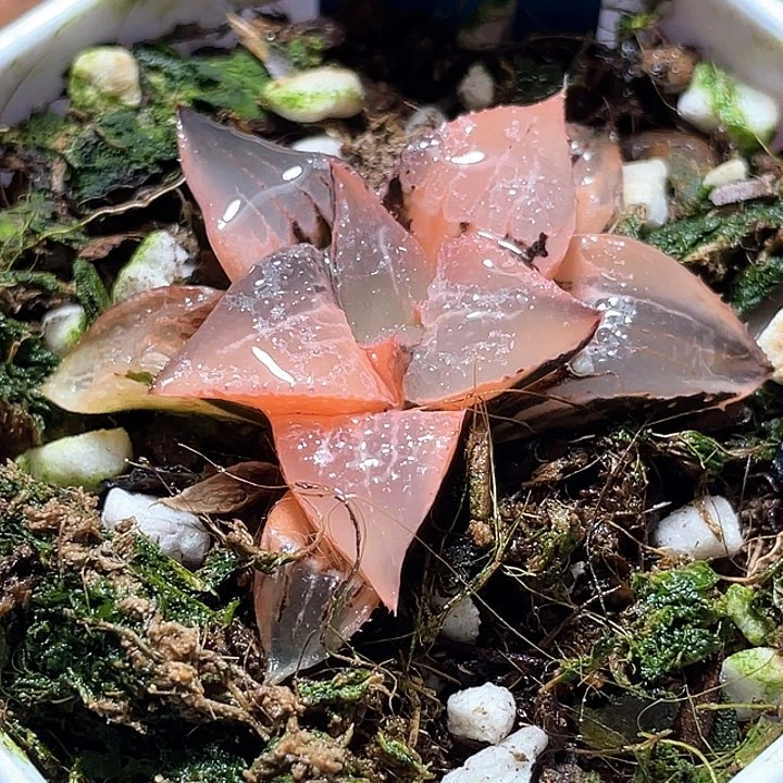 790完美酒吞金一物一拍