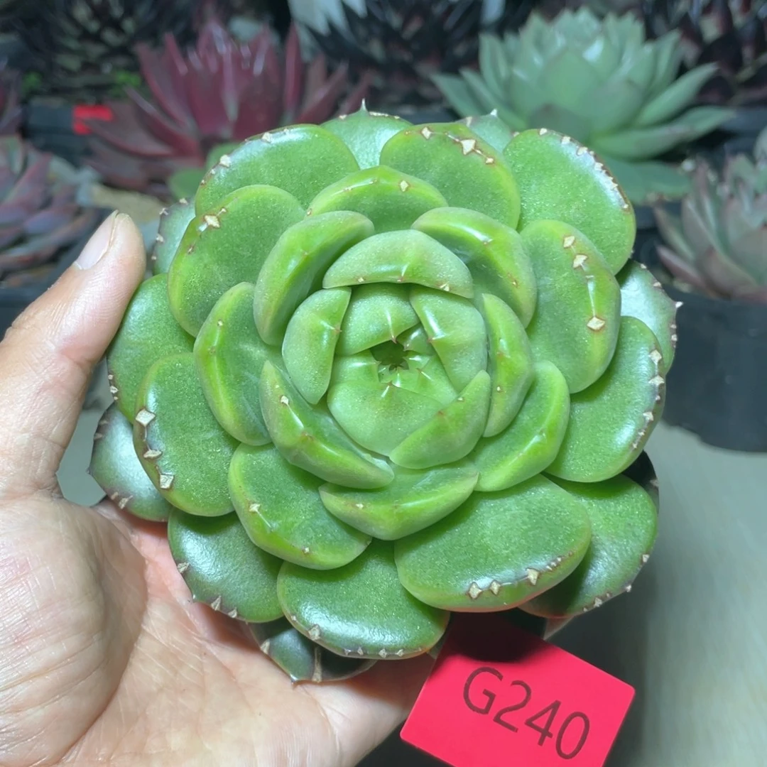 多肉植物多肉植物240