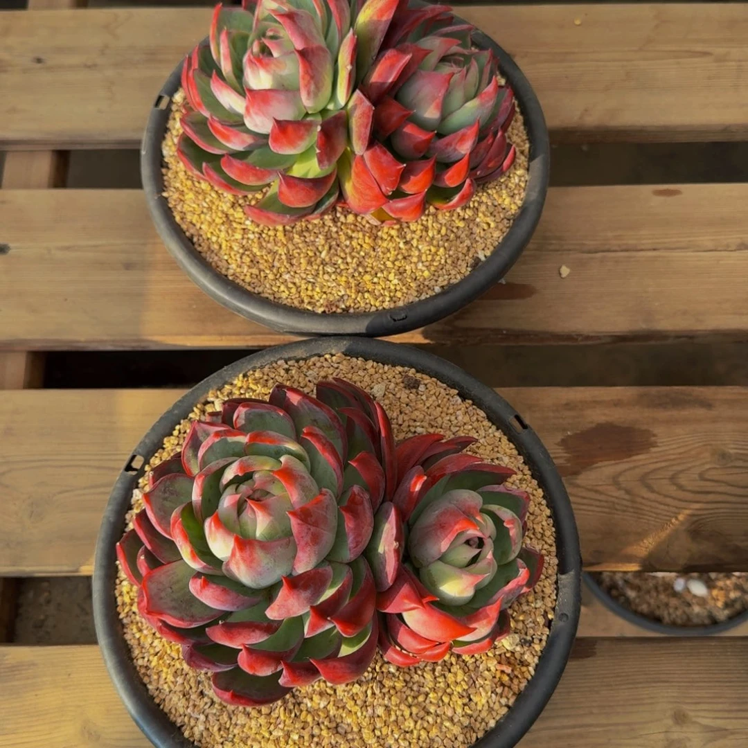 小***陆惊鸿仙子两颗福利一物一拍1