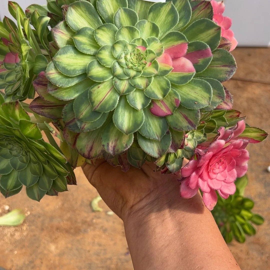 浮*精品多肉植物159