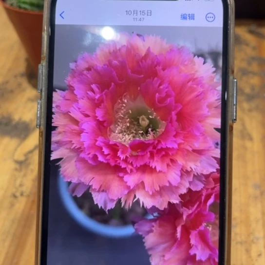 彩草6号6-7公分左右微瑕