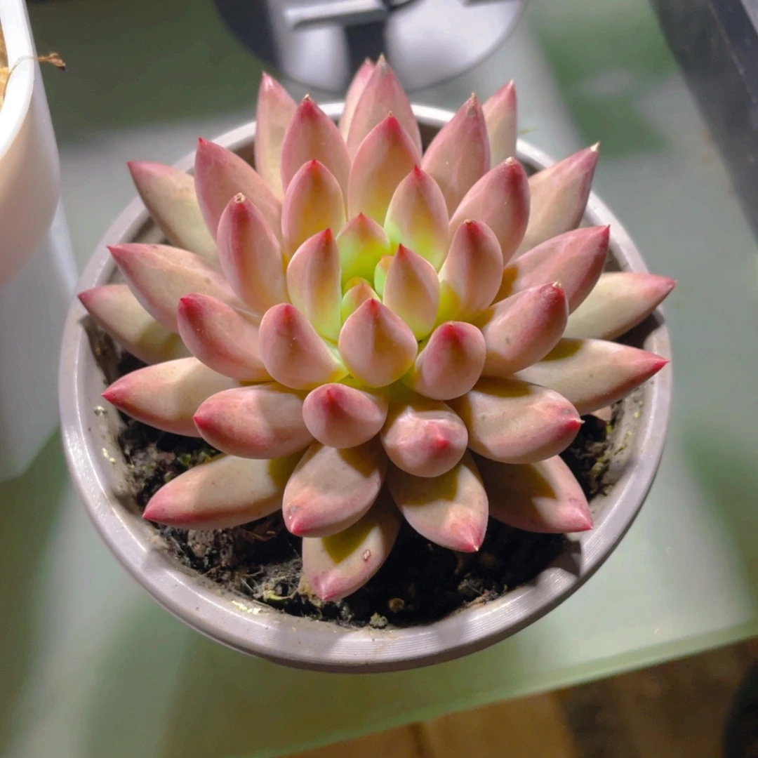W***wWww姐专拍车厘子多肉植物一棵