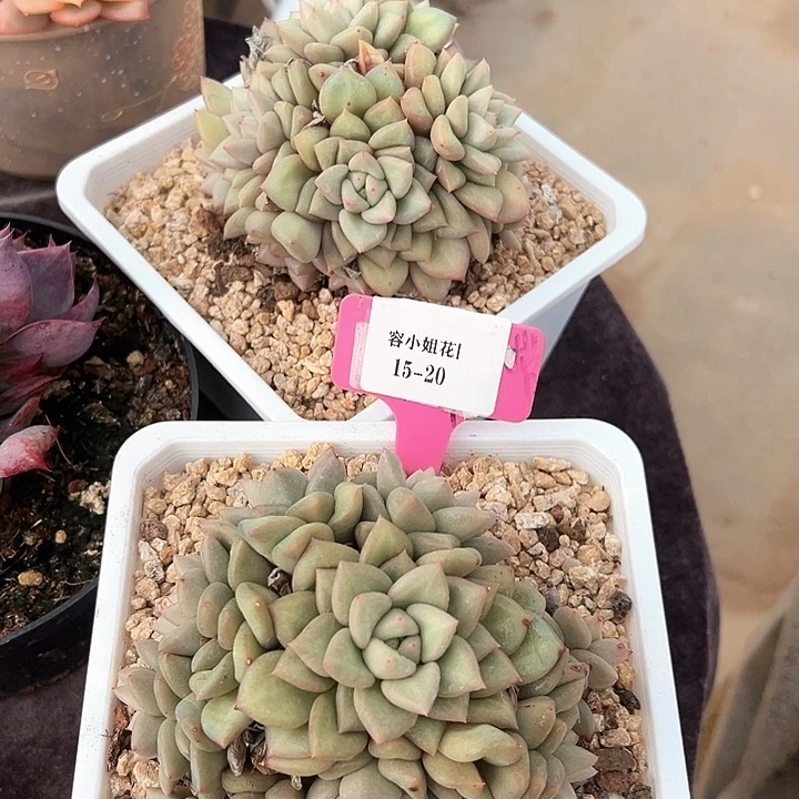 15.20韩版香牙群一个