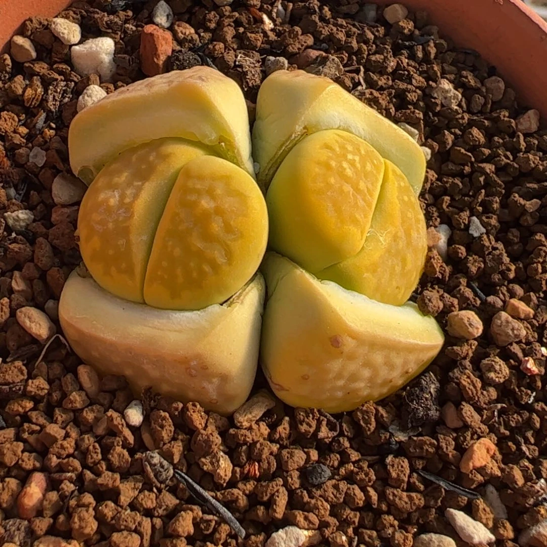 118多肉植物百科