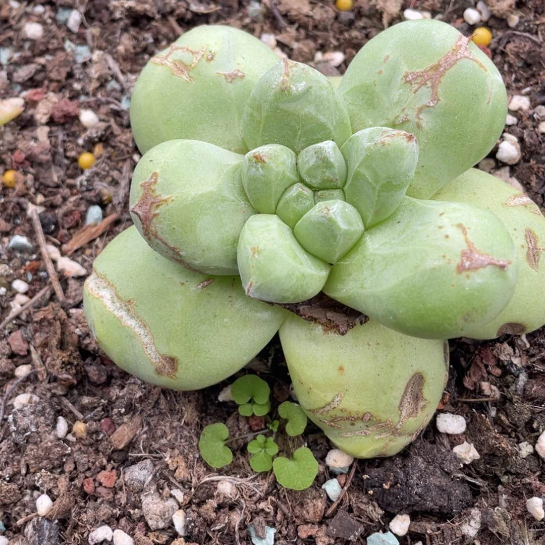 绿拇指福利粗桩福利