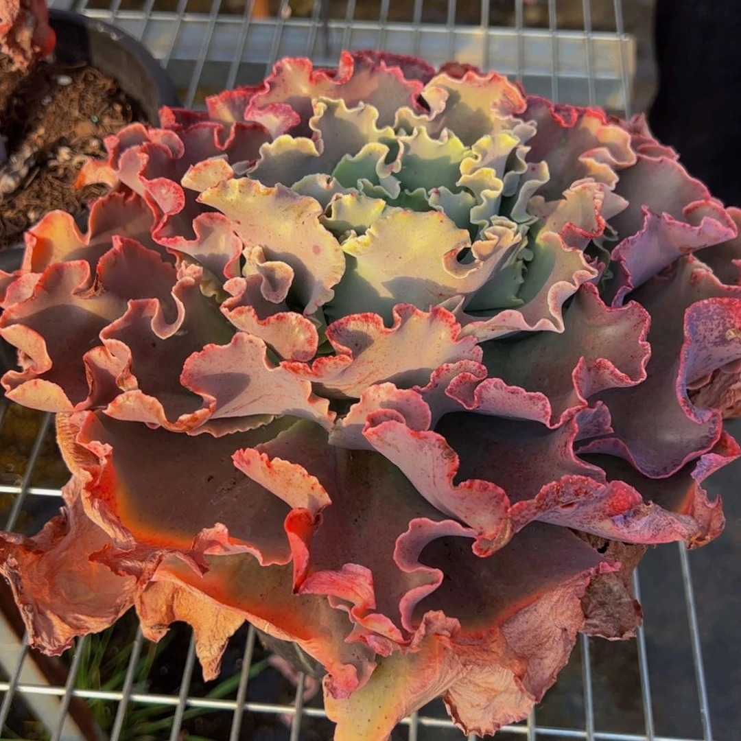 高沙之翁超大单头