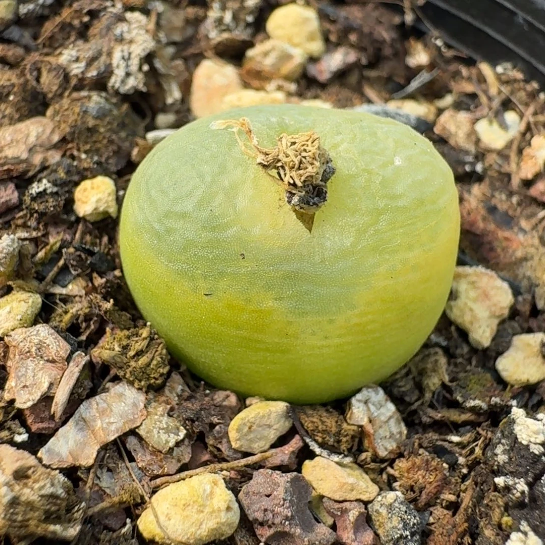 1119发起人8000000000000