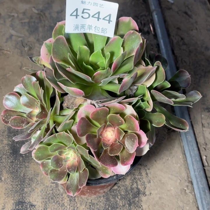 4544香妃的人多肉的