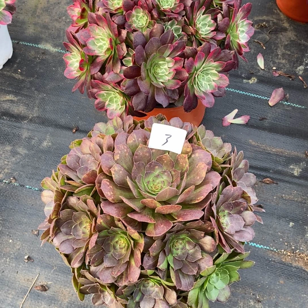 无花朵多肉植物组合拼盘3