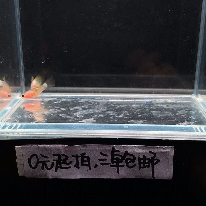 孔雀鱼粉猫 脏脏猫一对