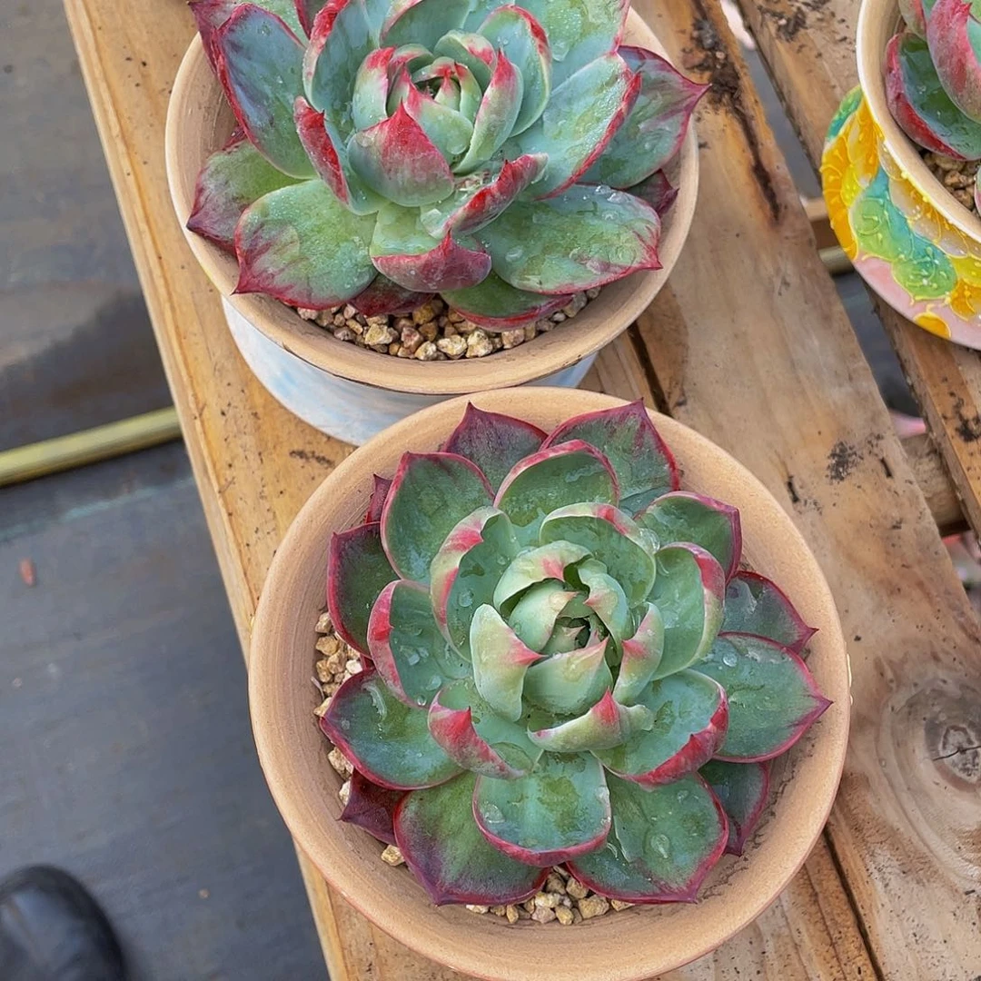 不****月惊鸿仙子多肉植物2颗