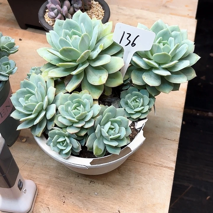 多肉植物，恋曲136号