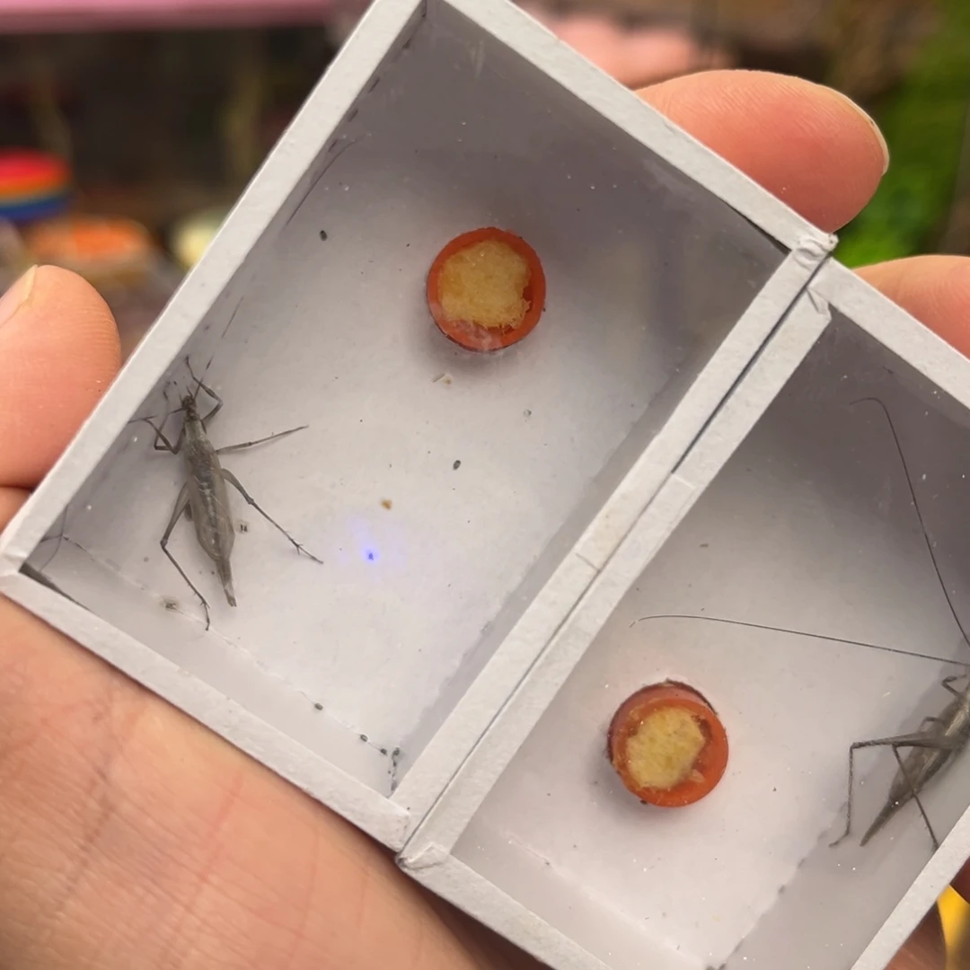 2条长须紫竹哈哈哈