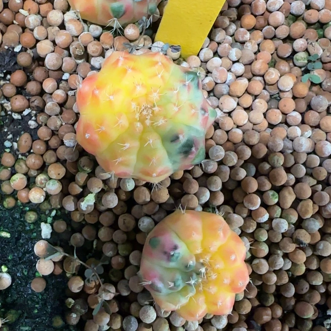 1-1230泰国发货多肉