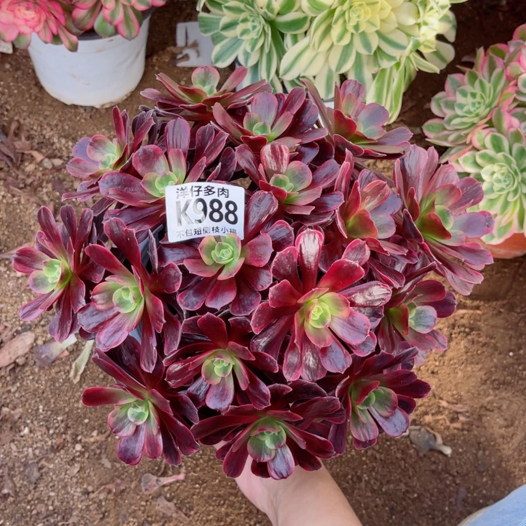 988爱神 冠幅25左右