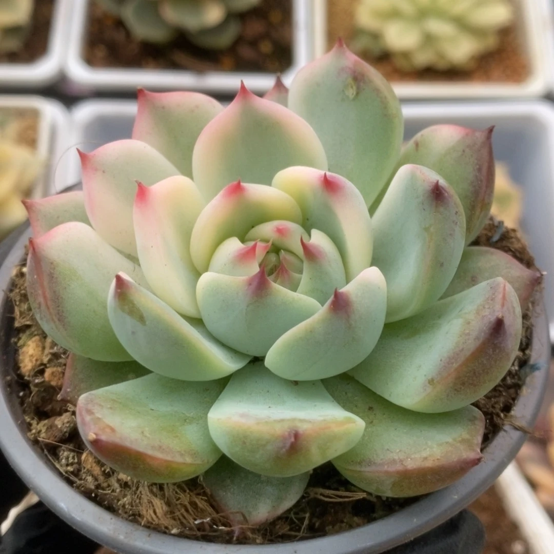 597锦锦锦锦锦锦锦锦锦