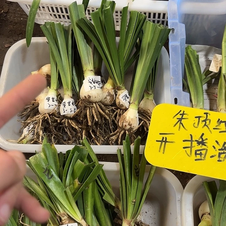 完全开放俏佳皮，1厘米左右，