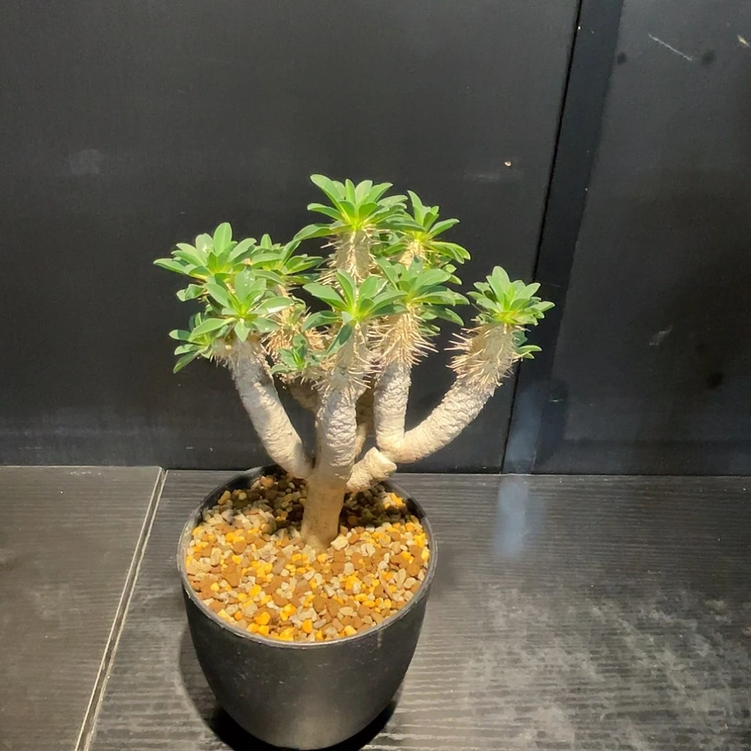 鬼泣阁老家熟桩的