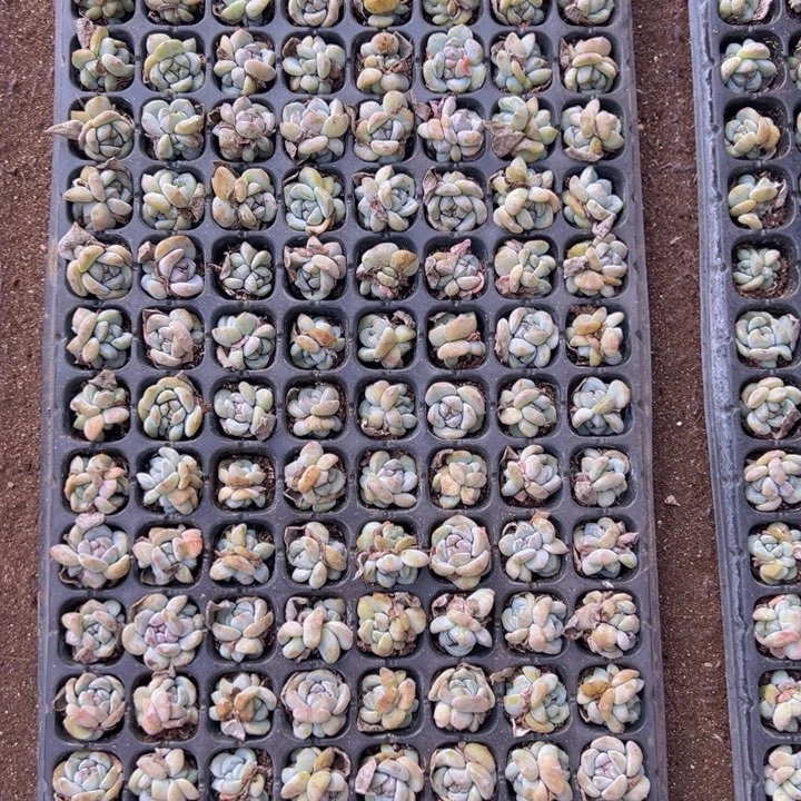 128颗双头星影石榴汁！